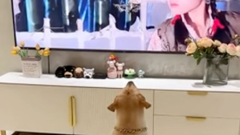 Même les chiens ont peur des fantômes