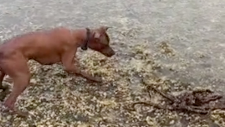 Un chien fait la rencontre d'une pieuvre