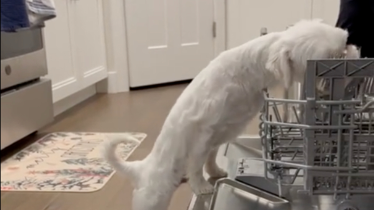 C'est un oiseau, un avion... c'est un chien!