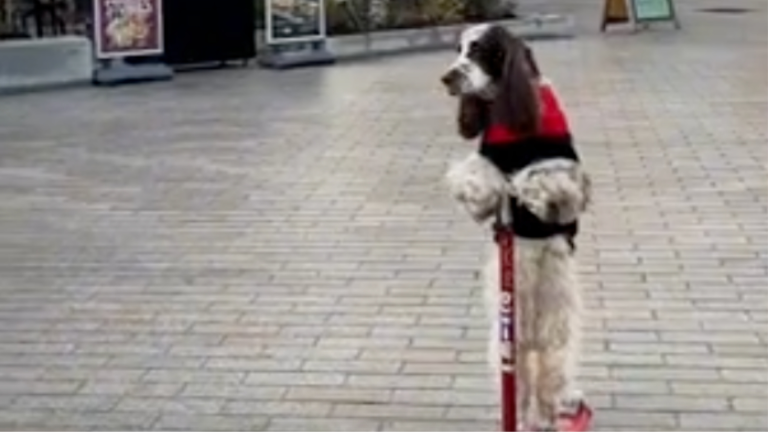 Pourquoi marcher quand on peut rouler?