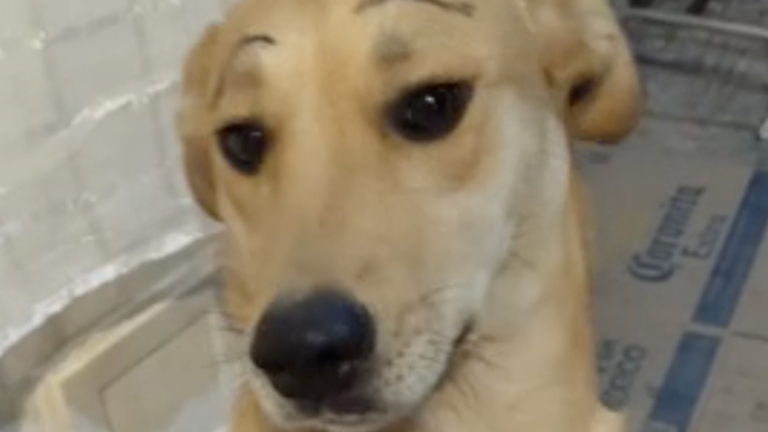 Maquillage permanent pour chien