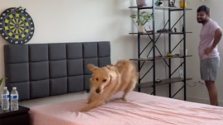 Des zoomies sur un lit tout propre