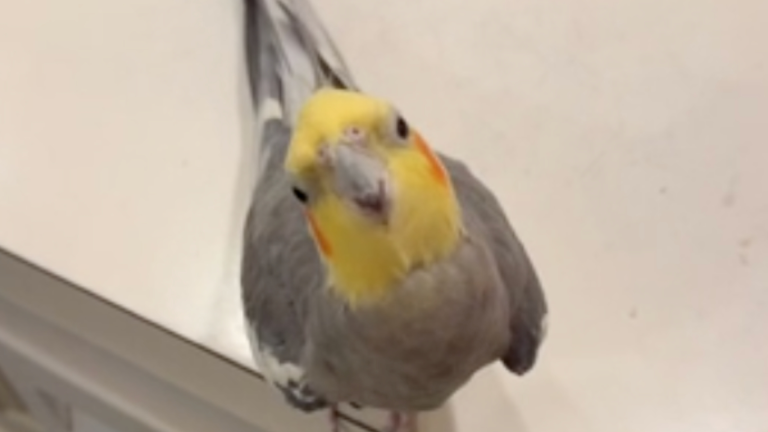 La première gorgée d'eau