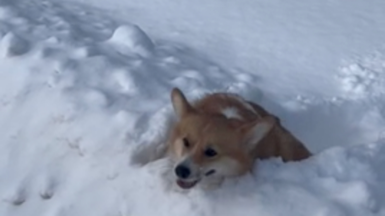 Quand t'as des petites pattes