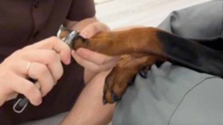 Truc pour couper les griffes de son chien