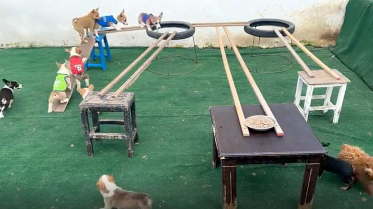 Qui arrivera au bol en premier?