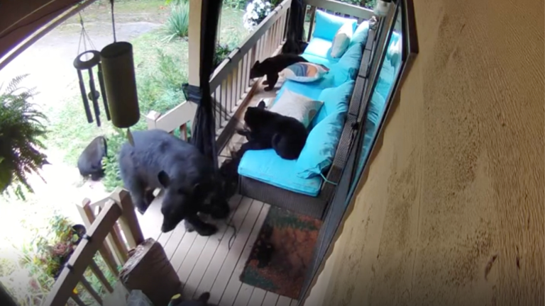 Maman ours et ses oursons