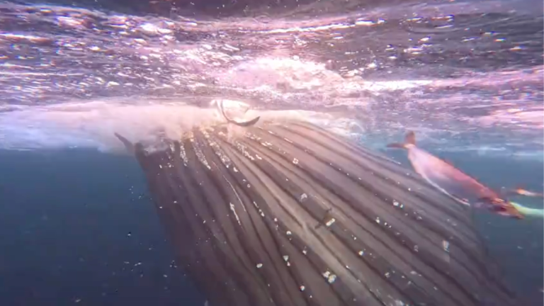 Nager avec les baleines
