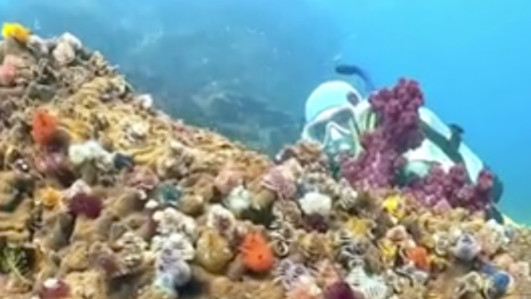 Mille et unes couleurs dans l'océan