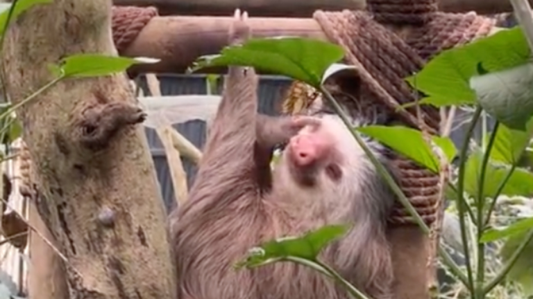 Un paresseux et son ami papillon