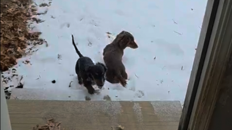 Première neige