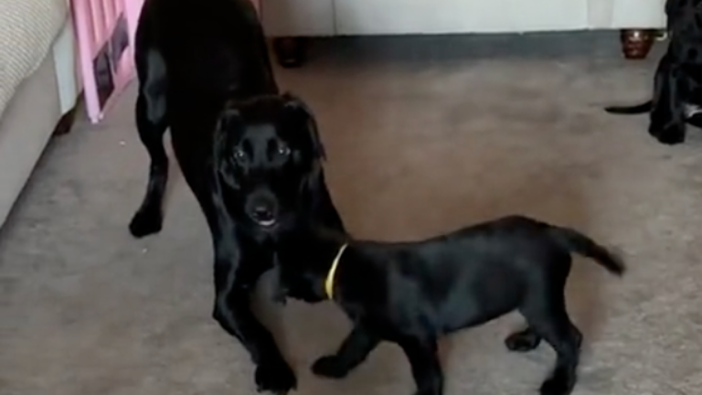 Trop de bébés chiens!