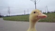 Un caneton qui aime son maître comme une mère!