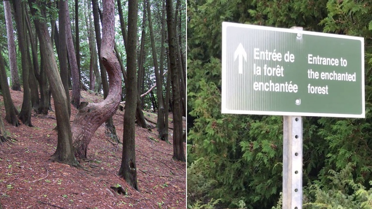 Visitez l’étrange forêt enchantée de Ville-Marie au Témiscamingue