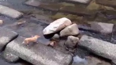 Un chien qui se lance la balle tout seul, ça se peut?