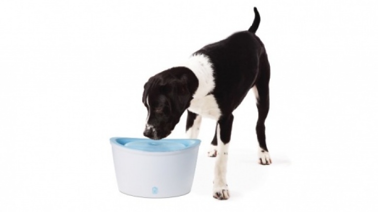Cette fontaine pour chien purifie l'eau de votre compagnon