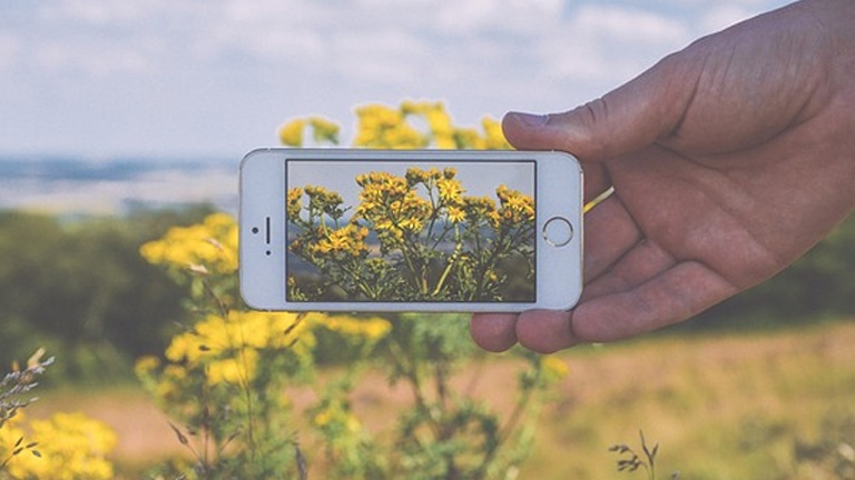 L'app pour identifier une plante ou une fleur en la prenant en photo