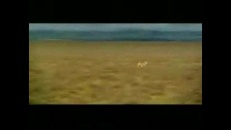 La gazelle et les lions