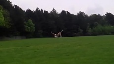 Accouplement raté entre deux girafes