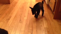 Un chat on ne peut plus indifférent 