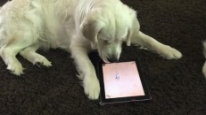 Ce chien est accro à l'iPad de sa maîtresse!