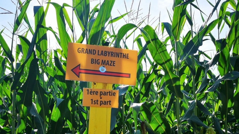 Un immense labyrinthe dans un champ de maïs vous attend à Rawdon