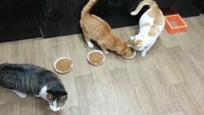 Un chat qui domine son territoire