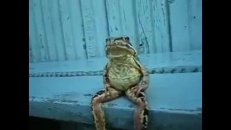 Grenouille dans une drôle de position!