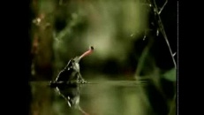 Une mouche hyper forte