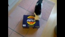 Chat dans une boîte!