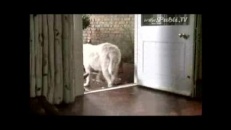 Un gros chien qui a faim