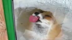 Des grimaces extrêmement bien réussies 