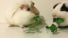 Deux cochons d'Inde dévorent du persil en un temps record