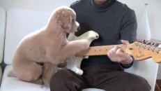 Un chien joue au guitariste! 
