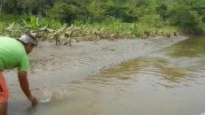 Un homme nourrit un crocodile avec sa bouche!