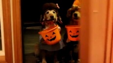 Des chiens ramassent des gâteries à l'Halloween!