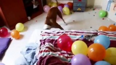 Un chien s'amuse avec des ballounes!