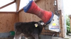 Une brosse pour des vaches plus heureuses