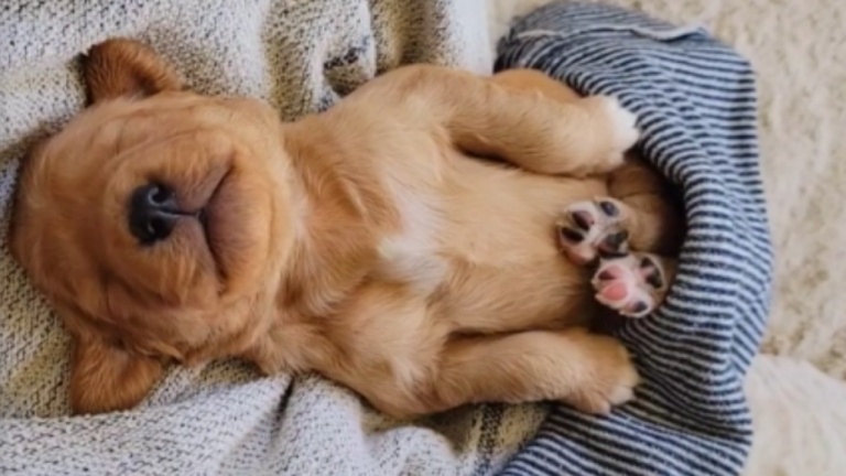 C'est l'heure de la sieste!