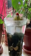 Un pot de plantes multiusage