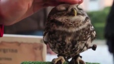 Un hibou bien chouette!
