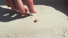 Un homme aide un bernard-l'hermite à se trouver une nouvelle demeure