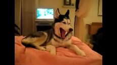 Un husky dit I love you