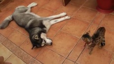 Husky VS chaton