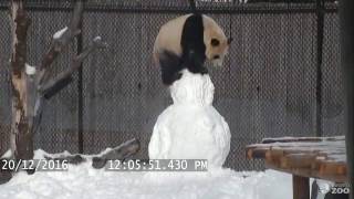 Panda: 1 Bonhomme de neige: 0
