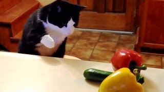 Les chats ont une peur bleue des concombres!