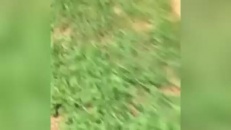 Un lion vexé?