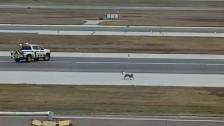 Il y a un chien sur la piste!