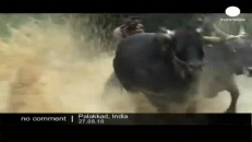 Courses nautiques et bovines en Inde