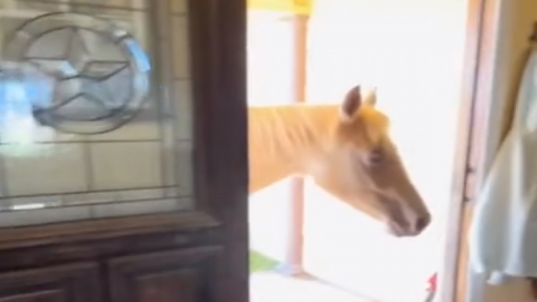 Un invité spécial dans la maison!
